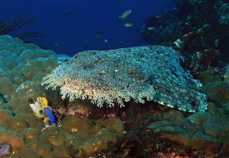 ¿Sabes que es un Wobbegong? Conoce al tiburón alfombra