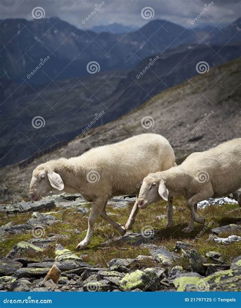 Mountain sheep stock image. Image of countryside, agriculture - 21797125