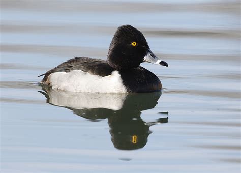 Ring Neck Duck - Thru Our Eyes Photography | Linton Wildlife Photos