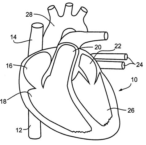 Easy Drawing Of Circulatory System Clip Art Library 73032 | The Best ...