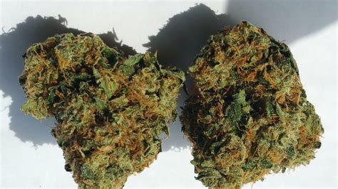 Platinum Kush Strain Information & Reviews | Where's Weed