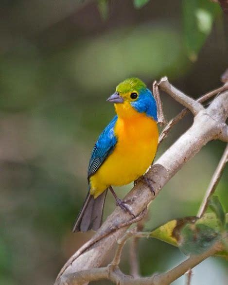 ♥☺♥ PÁSSARO ♥☺♥ | Beautiful birds, Exotic birds, Bird species