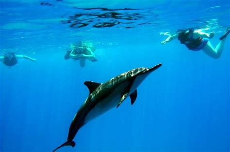 Swim with dolphins in the wild (Shell Island, Florida 2000) Visit Hawaii, Visit Florida, Oahu ...