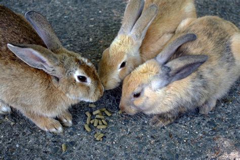 Rabbit Island Japan: Okunoshima » Zooming Japan