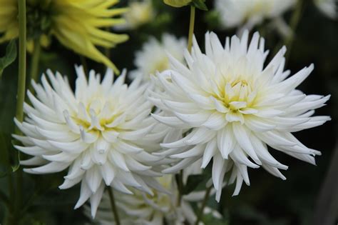 White Dahlias - Free photo on Pixabay - Pixabay