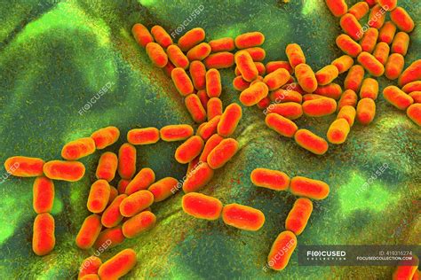 Kingella kingae bacteria, computer illustration. K. kingae is a Gram-negative coccobacillus that ...