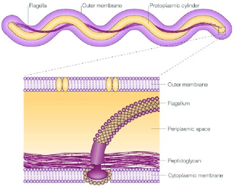 The morphology of a Borrelia spirochete [Reprinted by permission from ...