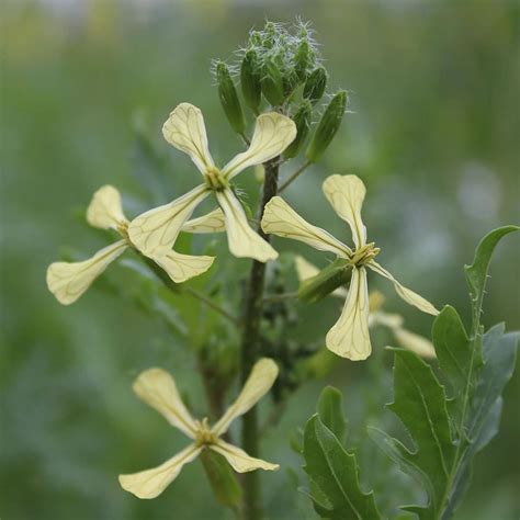 Rocket Edible Flowers (Yellow) | Nurtured in Norfolk