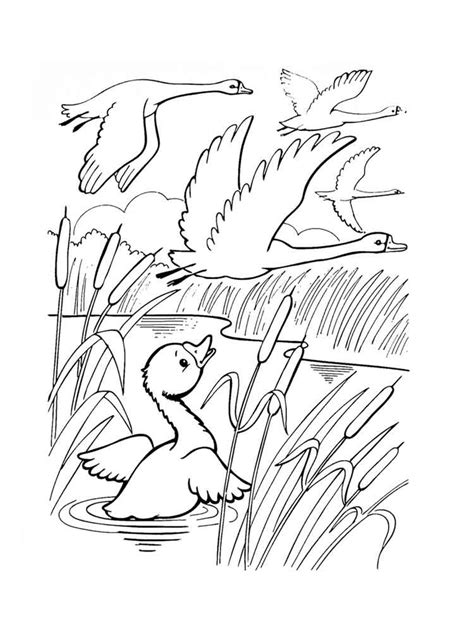 Baby Swan Coloring Page Coloring Pages