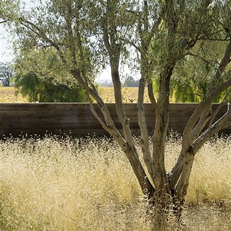 Blonde Ambition Blue Grama Grass, Bouteloua gracilis | High Country Gardens