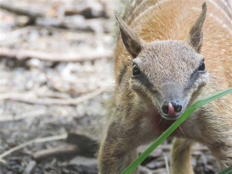 Numbat | The Animal Facts | Appearance, Diet, Habitat, Behavior, Lifespan