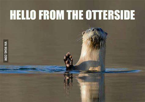 Hello... - Funny | Animal memes, Funny animal memes, Animal memes clean