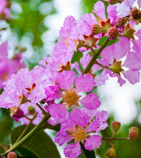 12 Amazing Benefits Of Queen’s Flower For Your Health