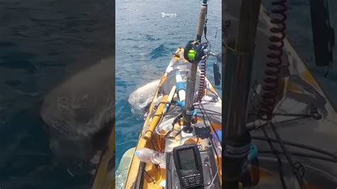 Tiger shark attacks fisherman's kayak off Hawaii | 7NEWS - The Global Herald