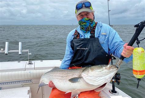 Unraveling Striper Migrations, Movements And Population Dynamics - The ...