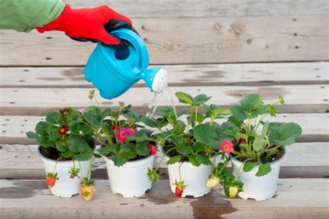 7 Container Strawberry Gardening Tips to Implement Today – Strawberry Plants