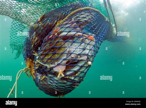 A trawl net, full of fish, as it is hauled to the surface. Bottom trawling is one of the most ...