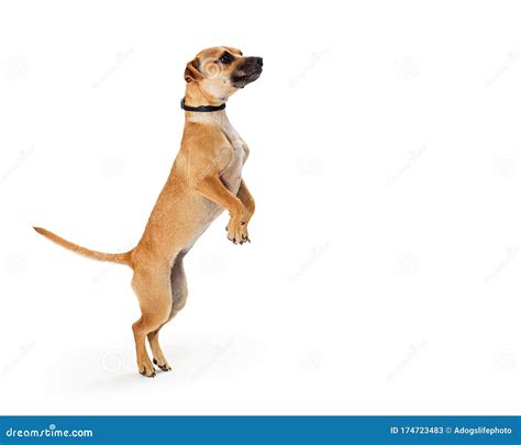 Excited Small Dog Standing Up Begging Stock Image - Image of begging ...