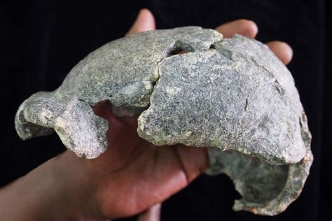 Homo erectus used two different kinds of stone tools | New Scientist
