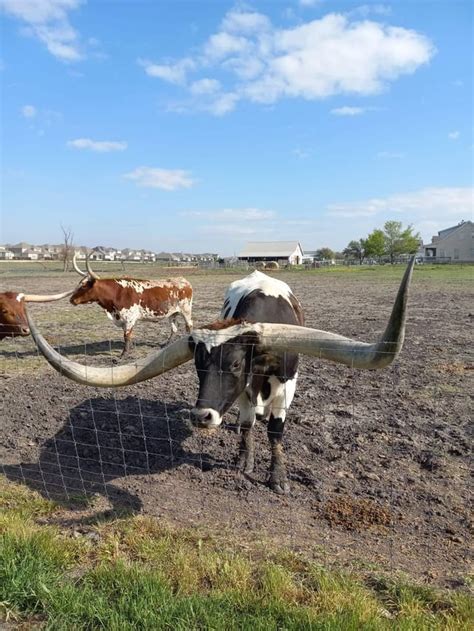 This steer's horns. : r/AbsoluteUnits