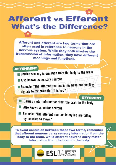 Afferent vs. Efferent: Understanding the Nervous System - ESLBUZZ