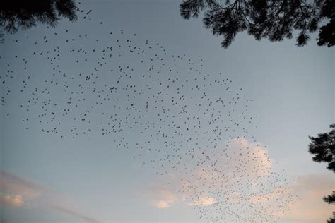 Premium Photo | Beautiful large flock of starlings a flock of birds fly ...