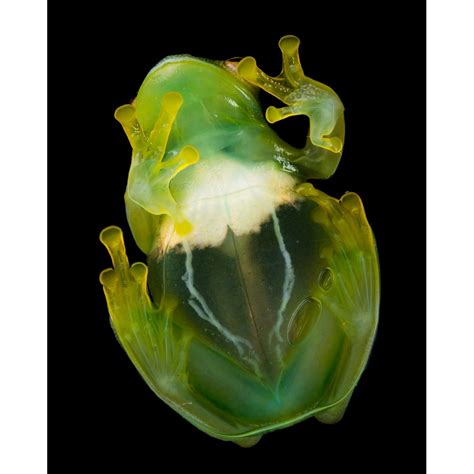 Glass Frog PHOTO PRINT — Mike's Exotics