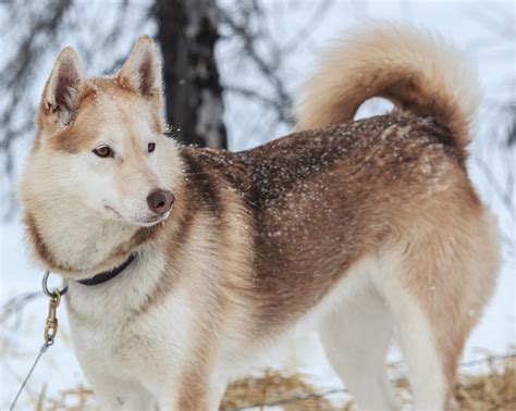 Alaskan Husky - Breed Temperament, Lifespan, Shedding, Puppy