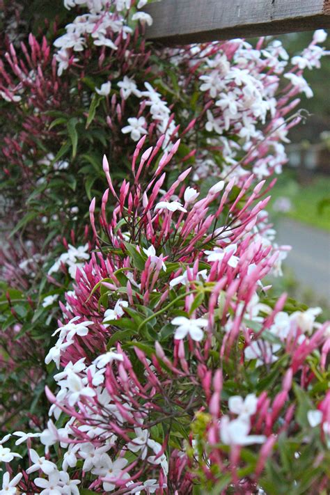 Pink Jasmine (Jasminum polyanthum) is one of the many plants in our ...