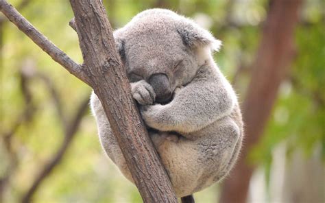 Koala Hd Wallpapers - Wallpaper Cave