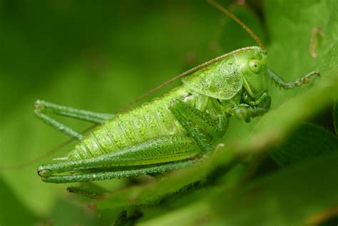 Green Bush Cricket l Awesome Insect - Our Breathing Planet