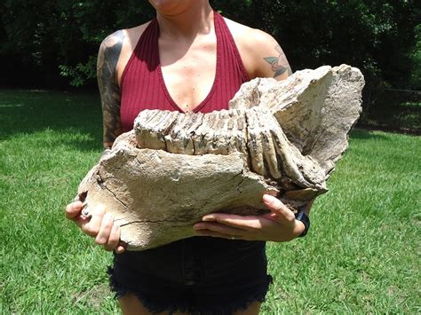 Awesome Mammoth Mandible | Recently Sold | FOSSILS | Prehistoric Florida