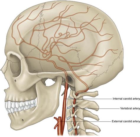 The internal carotid artery and its branches | Musculoskeletal Key