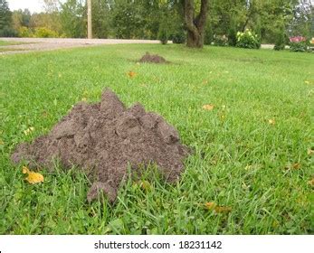 331 Yard Moles Images, Stock Photos & Vectors | Shutterstock