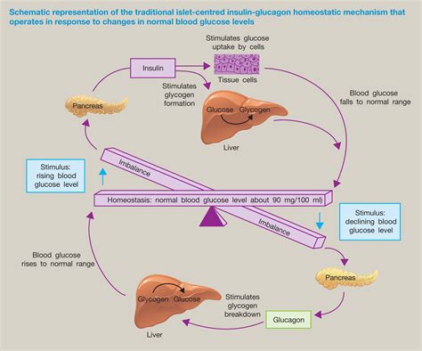 Hormonal control of metabolism: regulation of plasma glucose - Anaesthesia & Intensive Care Medicine