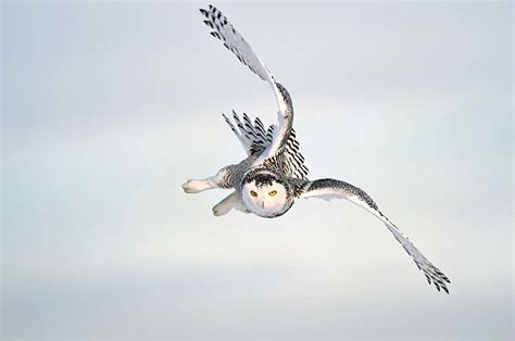 Bird photos, bird pictures, sounds of birds, Photos - Snowy Owl | Bird ...