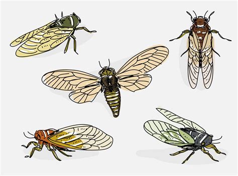 Cicada Hand Drawn Vector Illustration 178369 Vector Art at Vecteezy