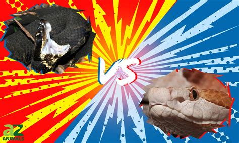 Cottonmouth vs Copperhead: What’s the Difference? - A-Z Animals
