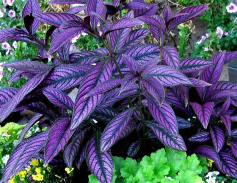 Persian Shield | Plants, Container plants, Tropical container garden