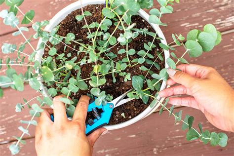 How to Grow Eucalyptus