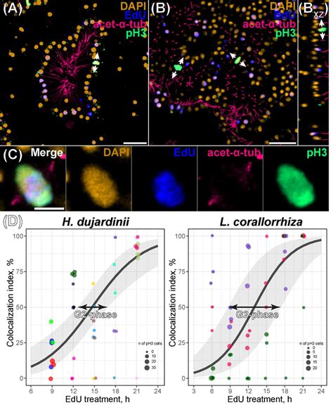 G2/M-phase analysis of choanocytes. A -mitosis in a choanocyte chamber ...