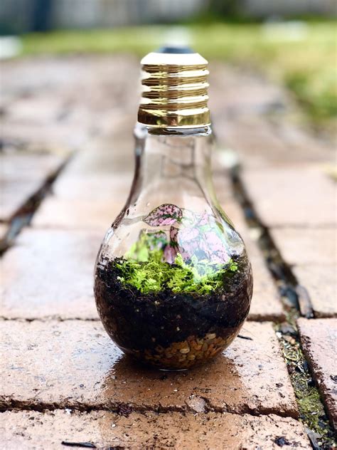 A small lightbulb terrarium I did today : r/Jarrariums