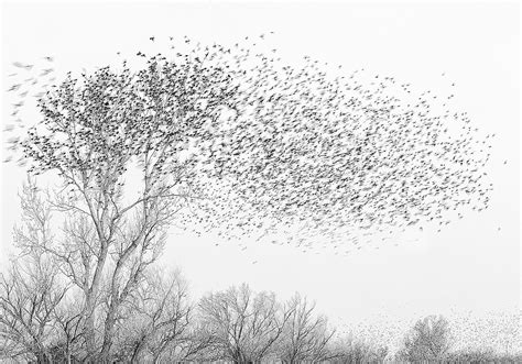 Selection of January 2020: Red-winged Blackbird Migration #4 by Larry Monczka - news - Terra ...