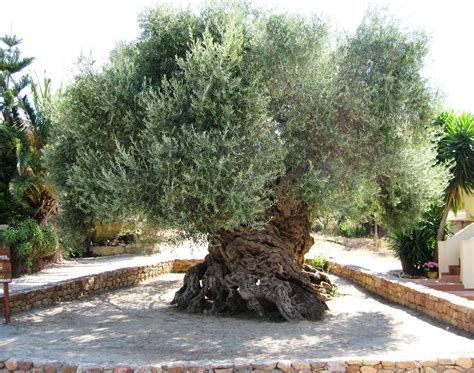The ancient olive tree of Vouves is believed to be over 3000 years old, and still produces ...