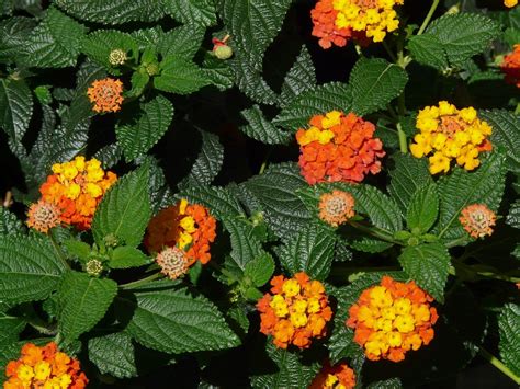 Lantana Camara Ornamental · Free photo on Pixabay