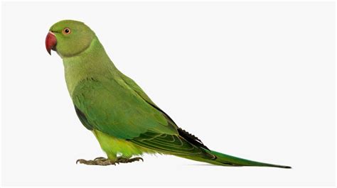 Green Parrot Png Transparent Image - Beautiful Dashboards In Tableau ...