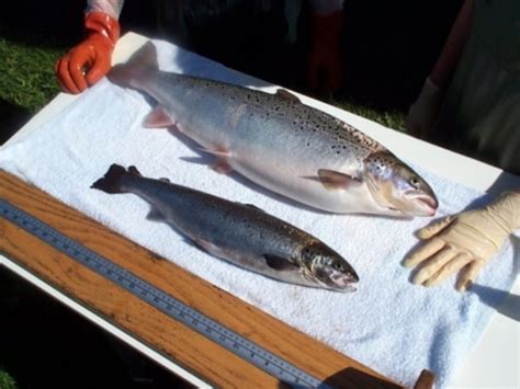 Canada OKs Sale Of GMO Salmon - Maggie J's Fabulous Food Blog