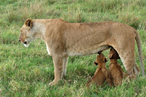 Malcolm Schuyl Wildlife Photography: Lioness (Panthera leo) feeding ...