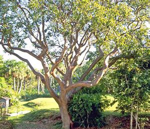 Underappreciated Native Shade Trees - University of Florida, Institute ...