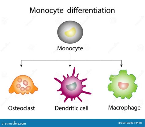 Monocyte Differentiation. Dendritic Cell, Osteoclast and Macrophage ...